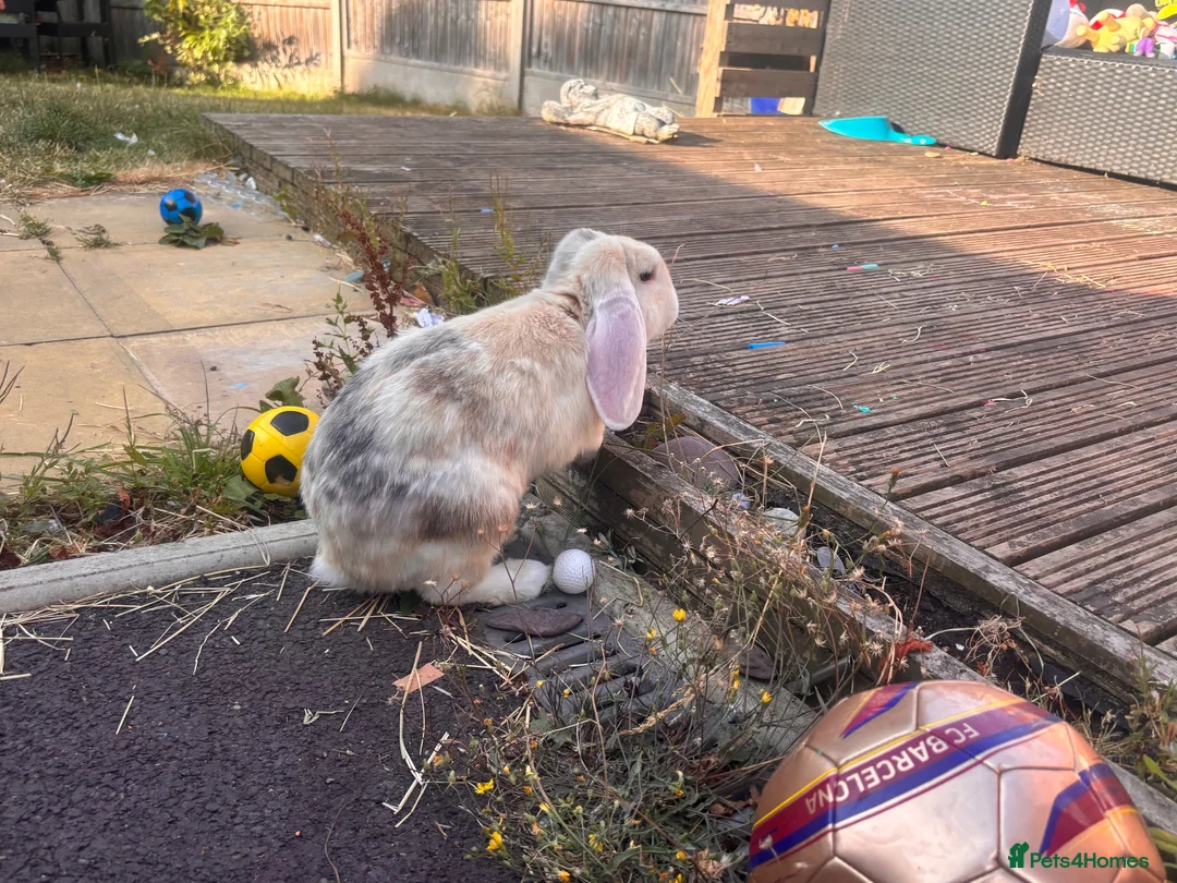 English rabbits for sale: 2x rabbits in Dudley - Advert 4