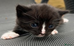 Mixed Breed cats for sale: Kittens - Image 6