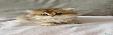 British LONGHAIR female golden shaded 
