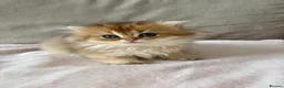 British Shorthair cats for sale: Pedigree chinchilla golden kittens ✨ NY12 - Advert 15