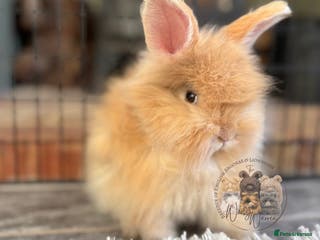 Angora rabbits LAST Fully Vaccinated English Angoras Buck - Advert 5