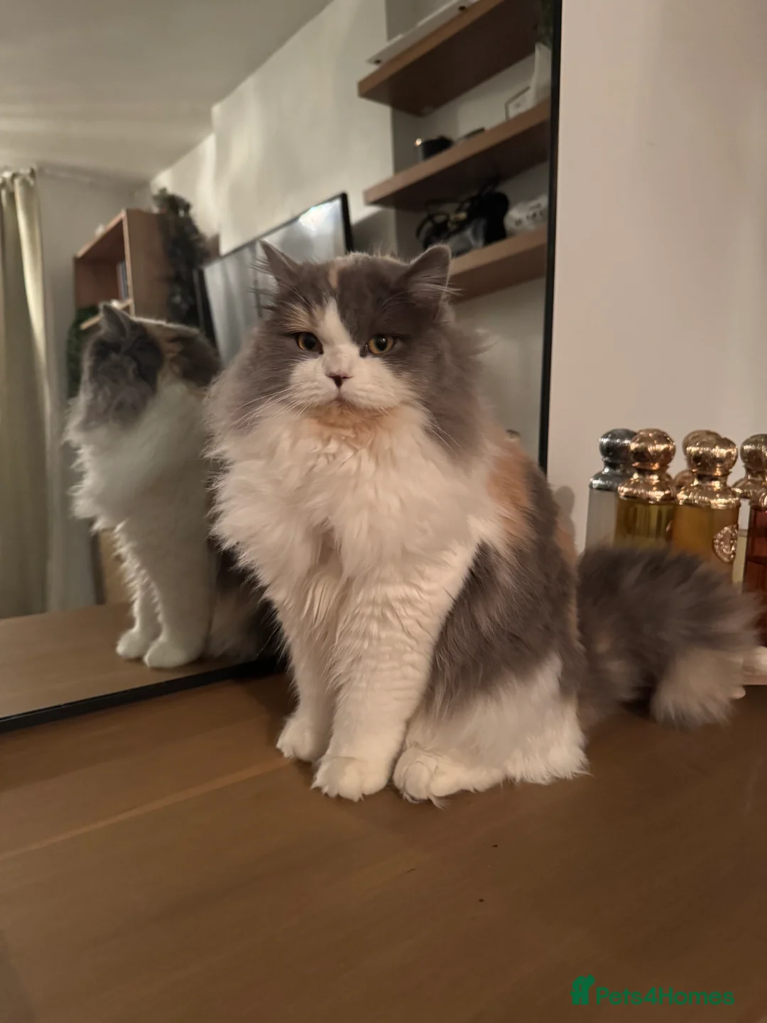 Scottish Fold cats for sale: Tina longhair x Scottish fold - Advert 1