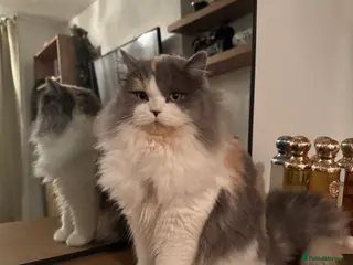 Scottish Fold cats Tina longhair x Scottish fold - Advert 2