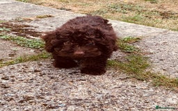 Cockapoo dogs for sale: F1b Cockapoo puppies !! health tested parents !! - Image 3