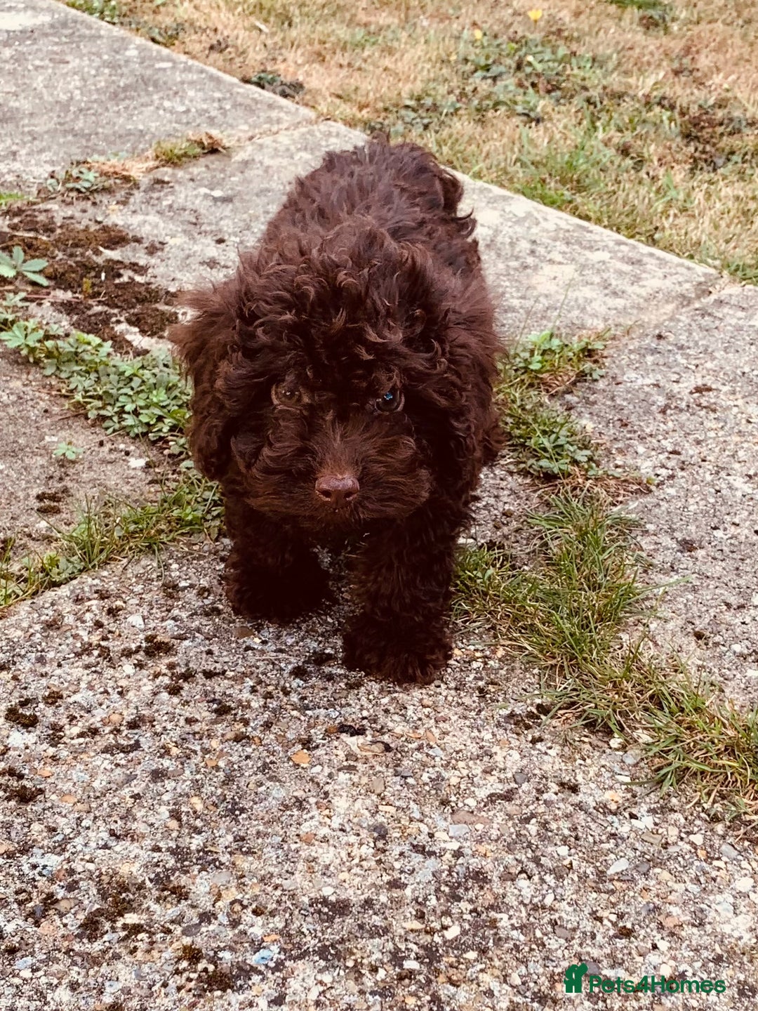 Cockapoo dogs for sale: F1b Cockapoo puppies !! health tested parents !! - Image 3