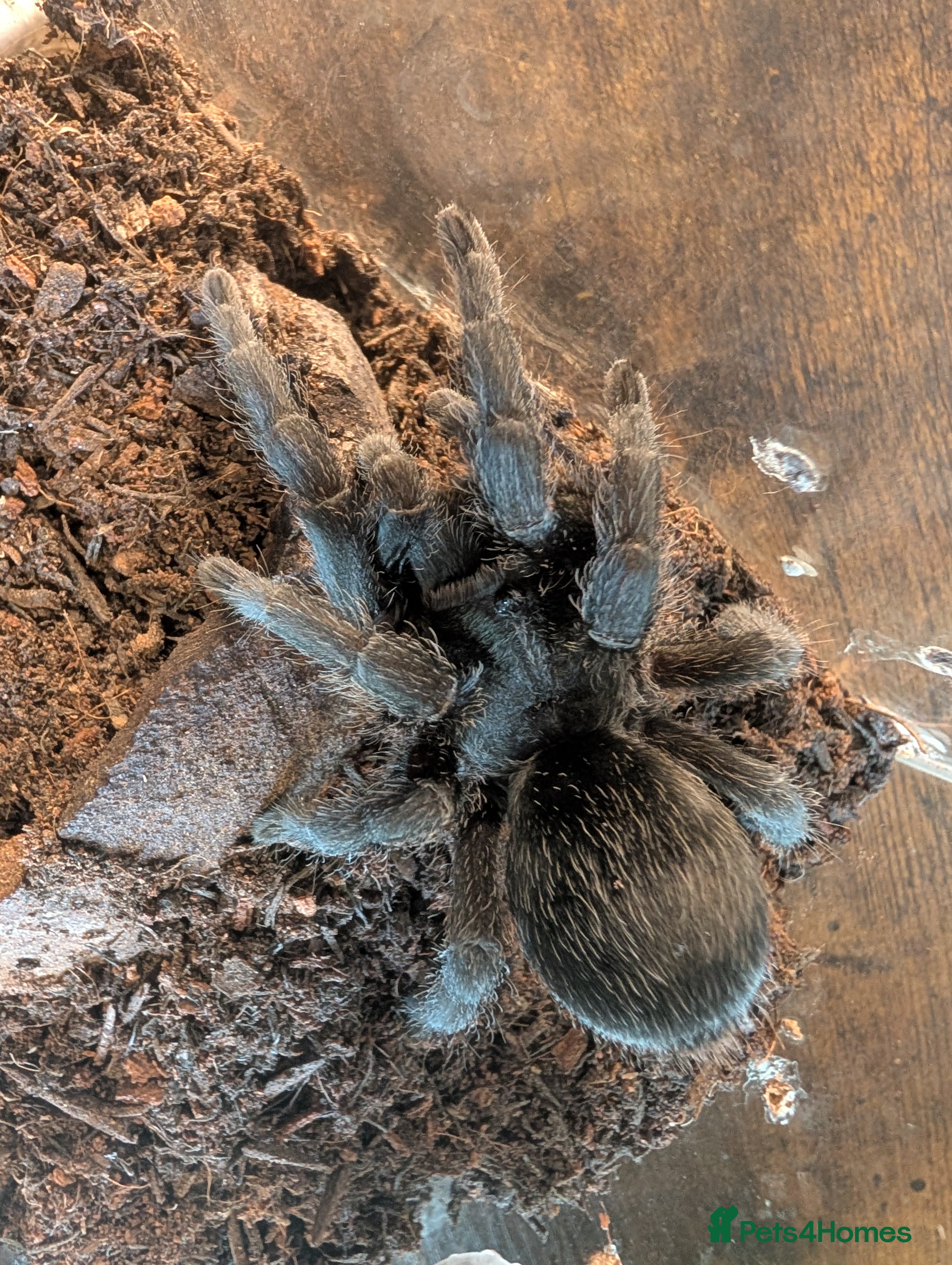 Tarantulas invertebrates Small Collection of Inverts For Sale  - Advert 11