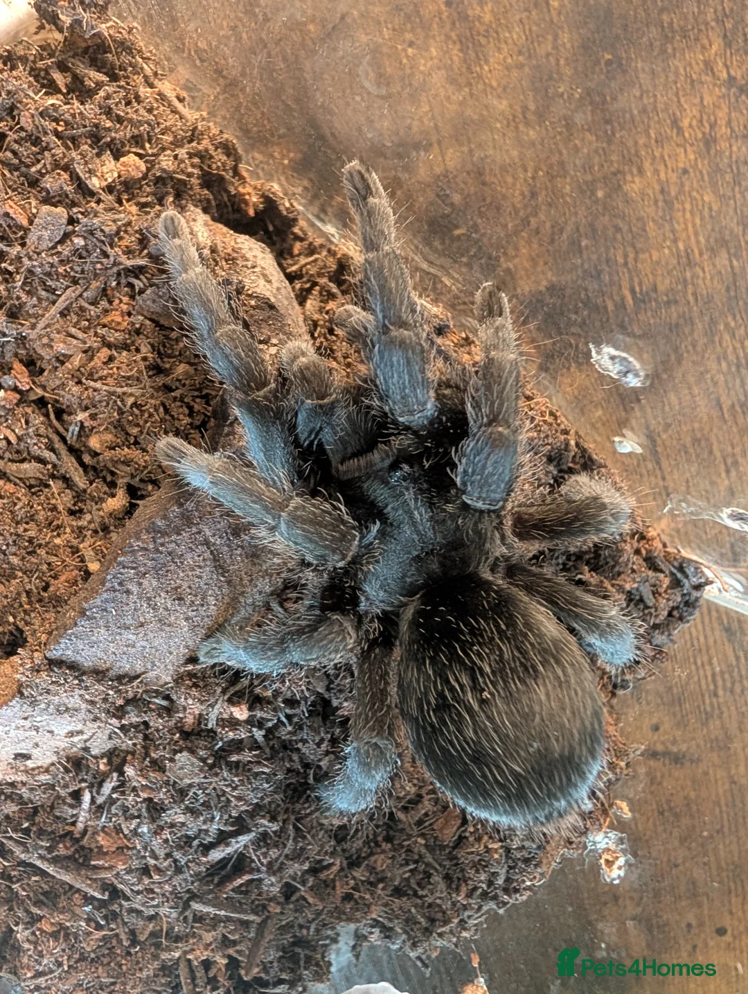 Tarantulas invertebrates for sale: Small Collection of Inverts For Sale  in Market Harborough - Advert 1