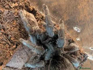 Tarantulas invertebrates Small Collection of Inverts For Sale - Advert 11