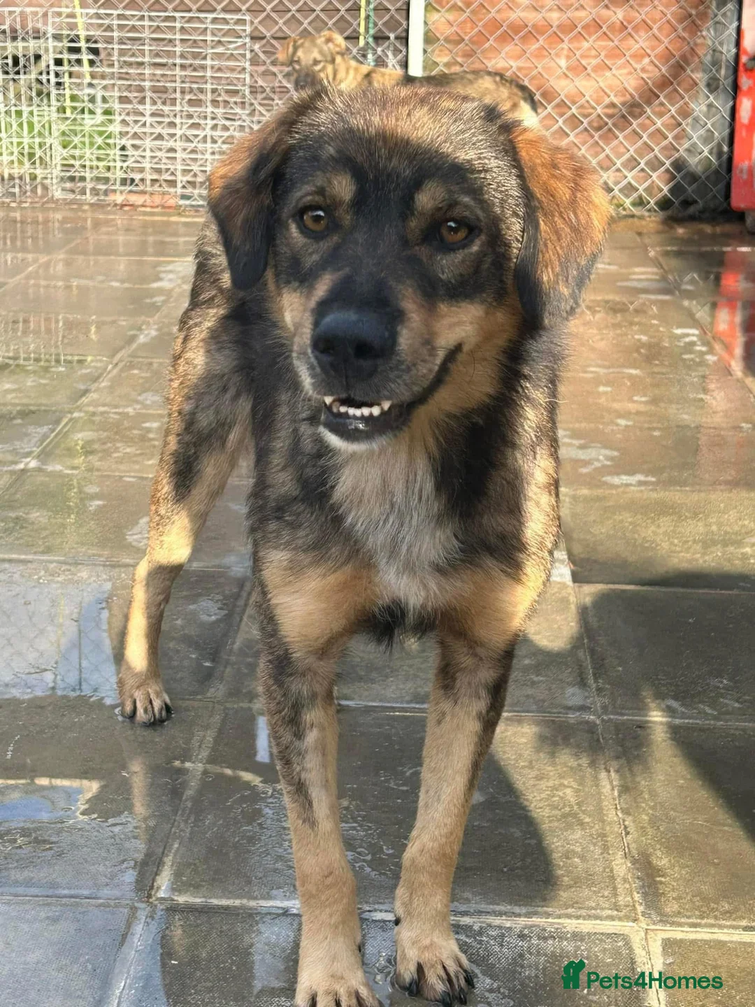 Mixed Breed dogs for adoption: Hovis - Norwich Norfolk  in Norwich - Advert 10