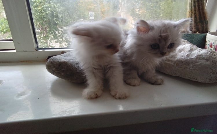 Persian cats - Advert 4
