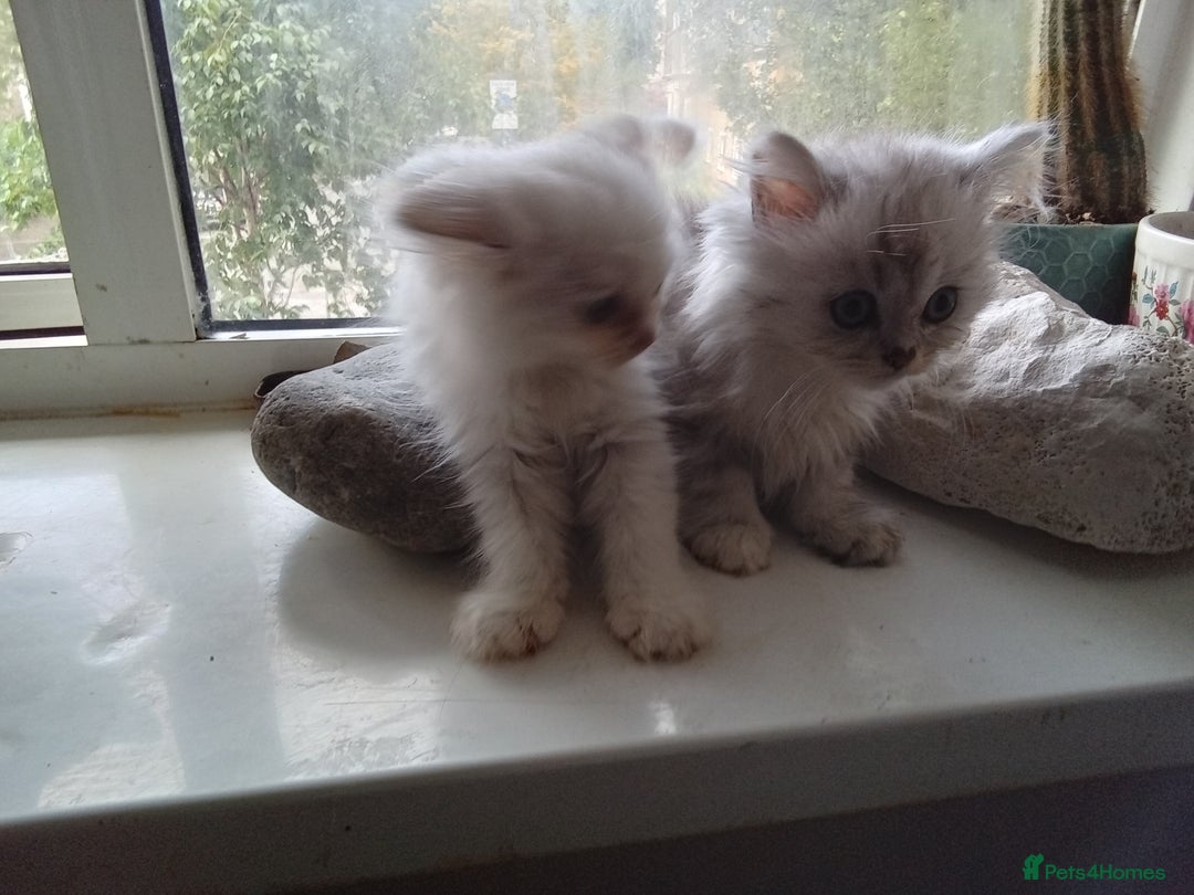 Persian cats for sale: Persian chinchilla doll face - Image 1