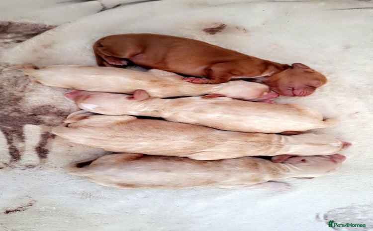 Cockerdor dogs - Advert 9