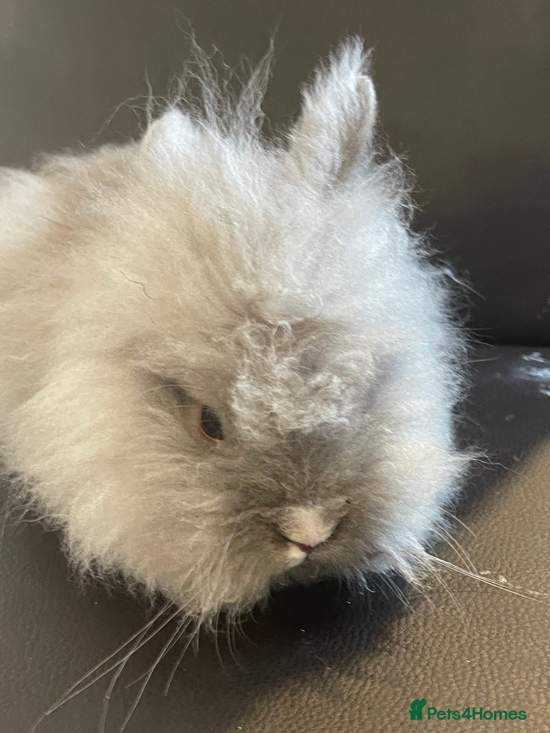 Lionhead rabbits for sale: Cute fluffy lionhead rabbits for sale!!! - Image 5