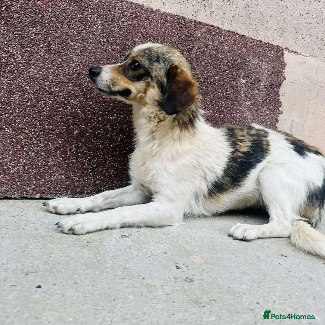 Mixed Breed dogs for adoption: Bouncy Betty - Advert 6