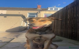 Mixed Breed dogs for sale: Ronnie  - Advert 5