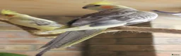 Cockatiels birds for sale: Young Cockatiels - Advert 9