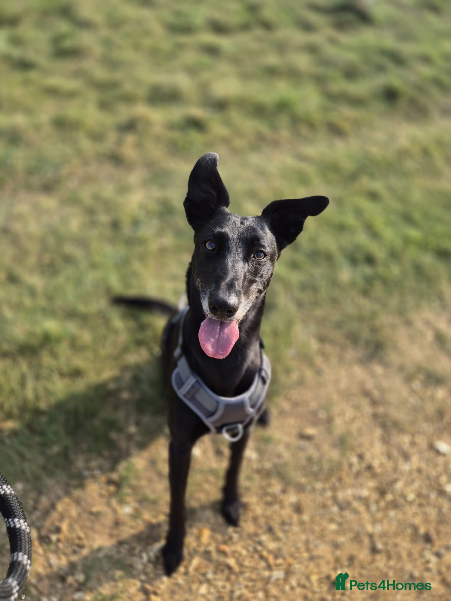 Lurcher dogs 7 year old Loving Lurcher  - Advert 10