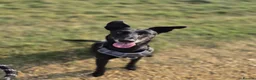 Lurcher dogs for sale: 7 year old Loving Lurcher  in Bracknell - Advert 1