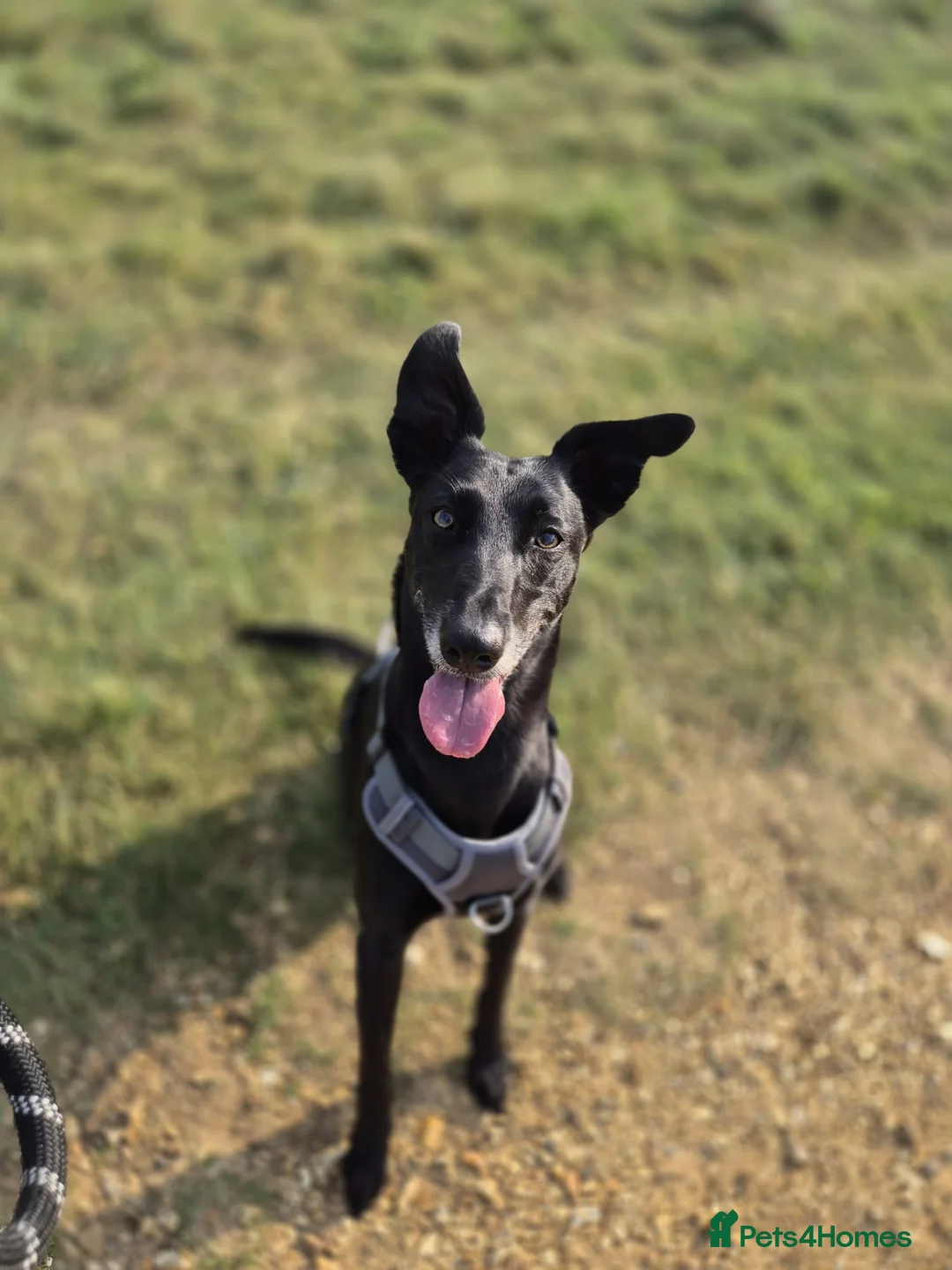 Lurcher dogs for sale: 7 year old Loving Lurcher  in Bracknell - Advert 1