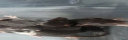 Rat rodents for sale: Gorgeous fancy dumbo rats - Advert 7
