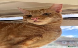 Domestic Shorthair cats for sale: Cat for rehoming  - Image 2