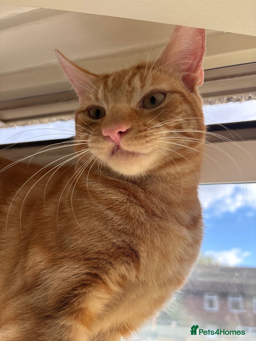 Domestic Shorthair cats for sale: Cat for rehoming  - Image 2