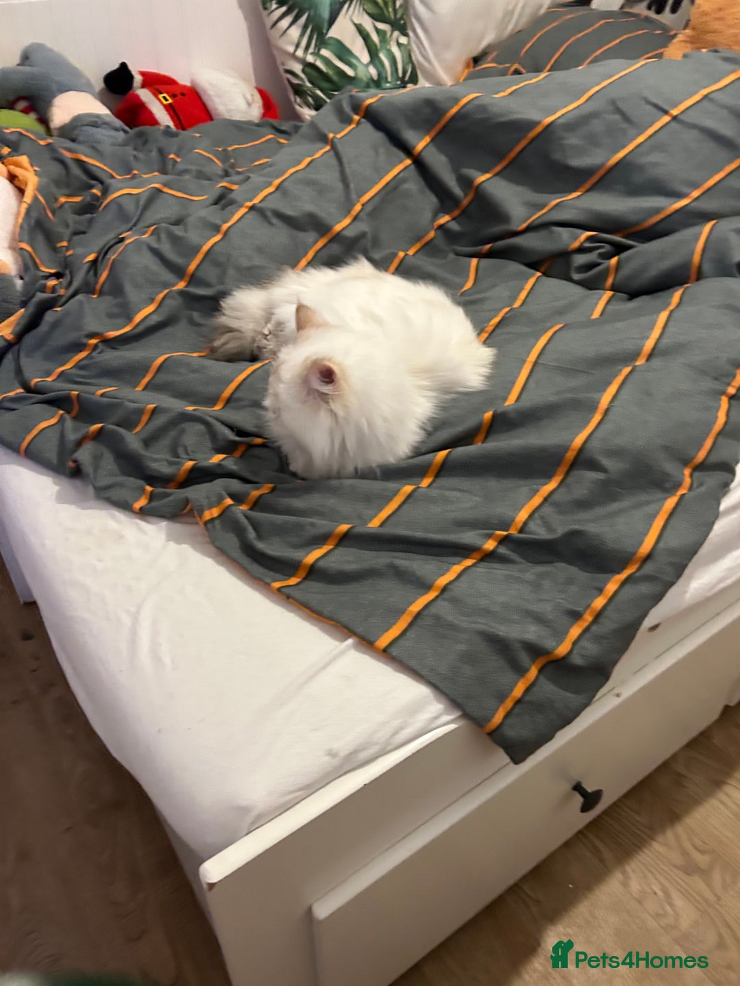 British Longhair cats for sale: 10 month cute British longhair kitten for sale  - Advert 4