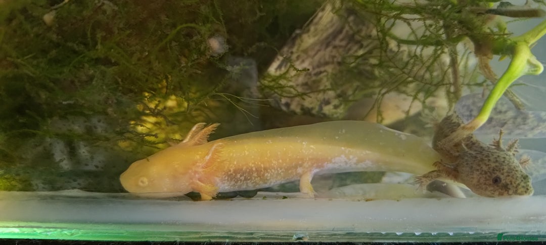 Other/Mixed Breed fish for sale: Axolotls, mixed colours in Edinburgh - Image 4