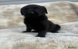 Labrador Retriever dogs for sale: 8 Kennel club reg  health tested chunky Labradors  - Image 33