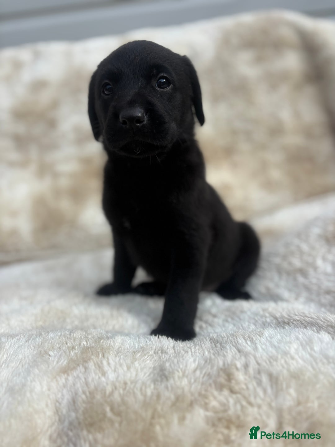 Labrador Retriever dogs for sale: 8 Kennel club reg  health tested chunky Labradors  - Image 33