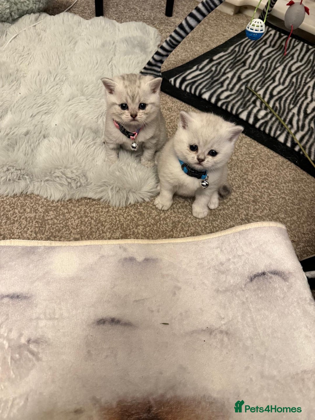 British Shorthair cats for sale: 1 boy 1 girl, ready to leave 11th March - Advert 4