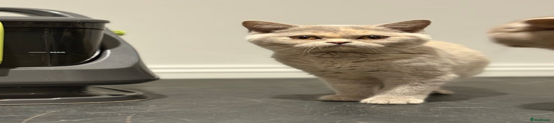 British Shorthair Kitten 4