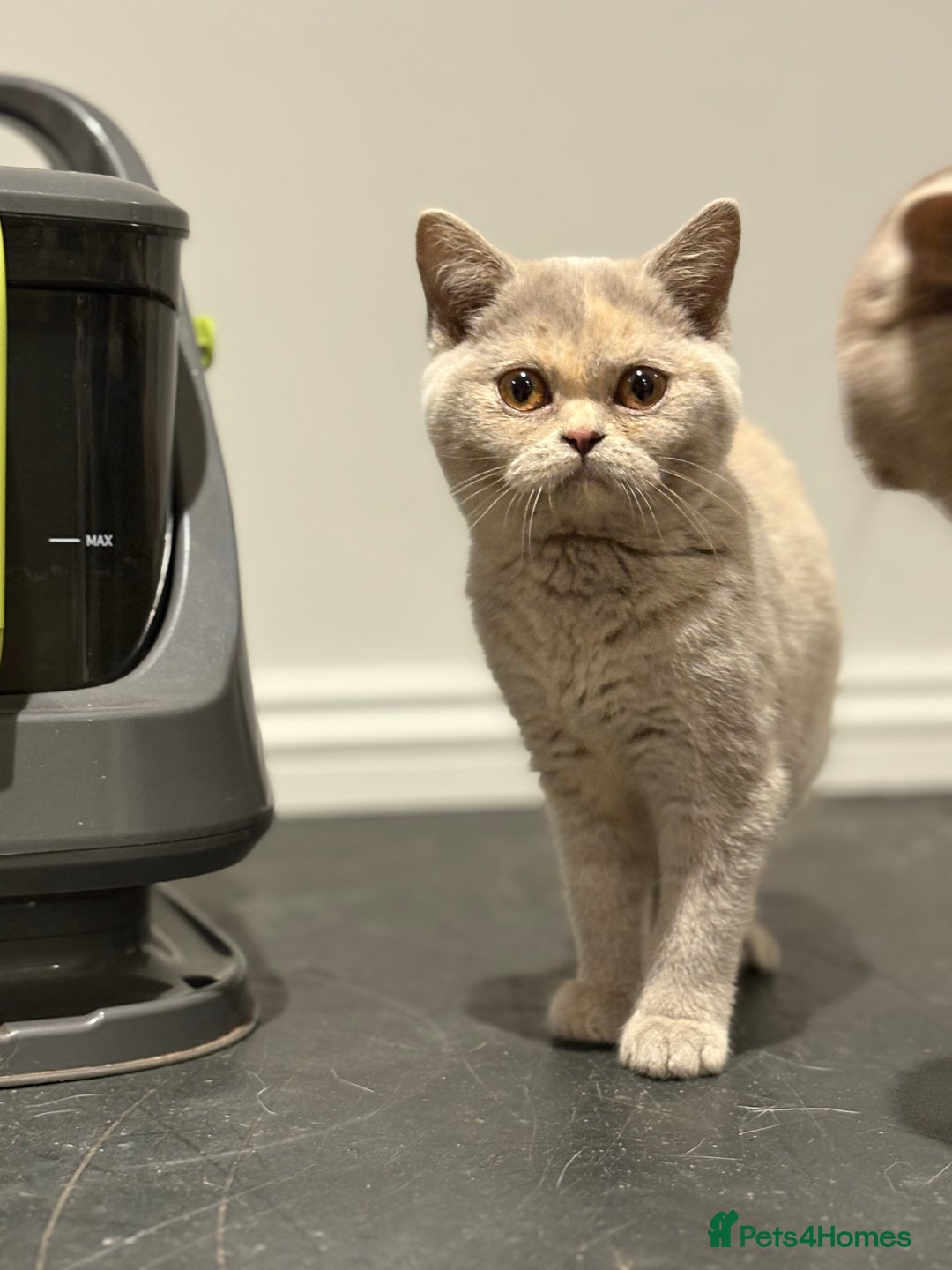 British Shorthair cats for sale: Beautiful British shorthair kittens  - Advert 13
