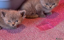British Shorthair cats for sale: 6 x British Short-haired Blue kittens for sale - Image 16