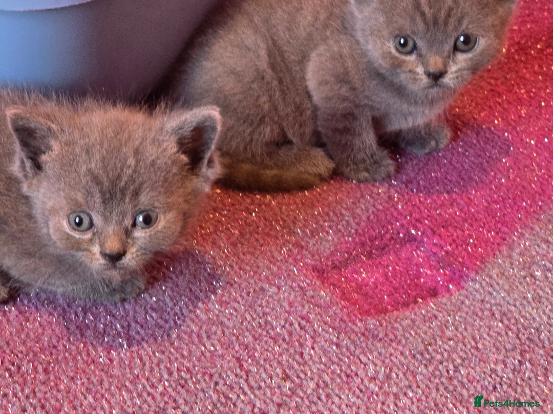 British Shorthair cats for sale: 6 x British Short-haired Blue kittens for sale - Image 16