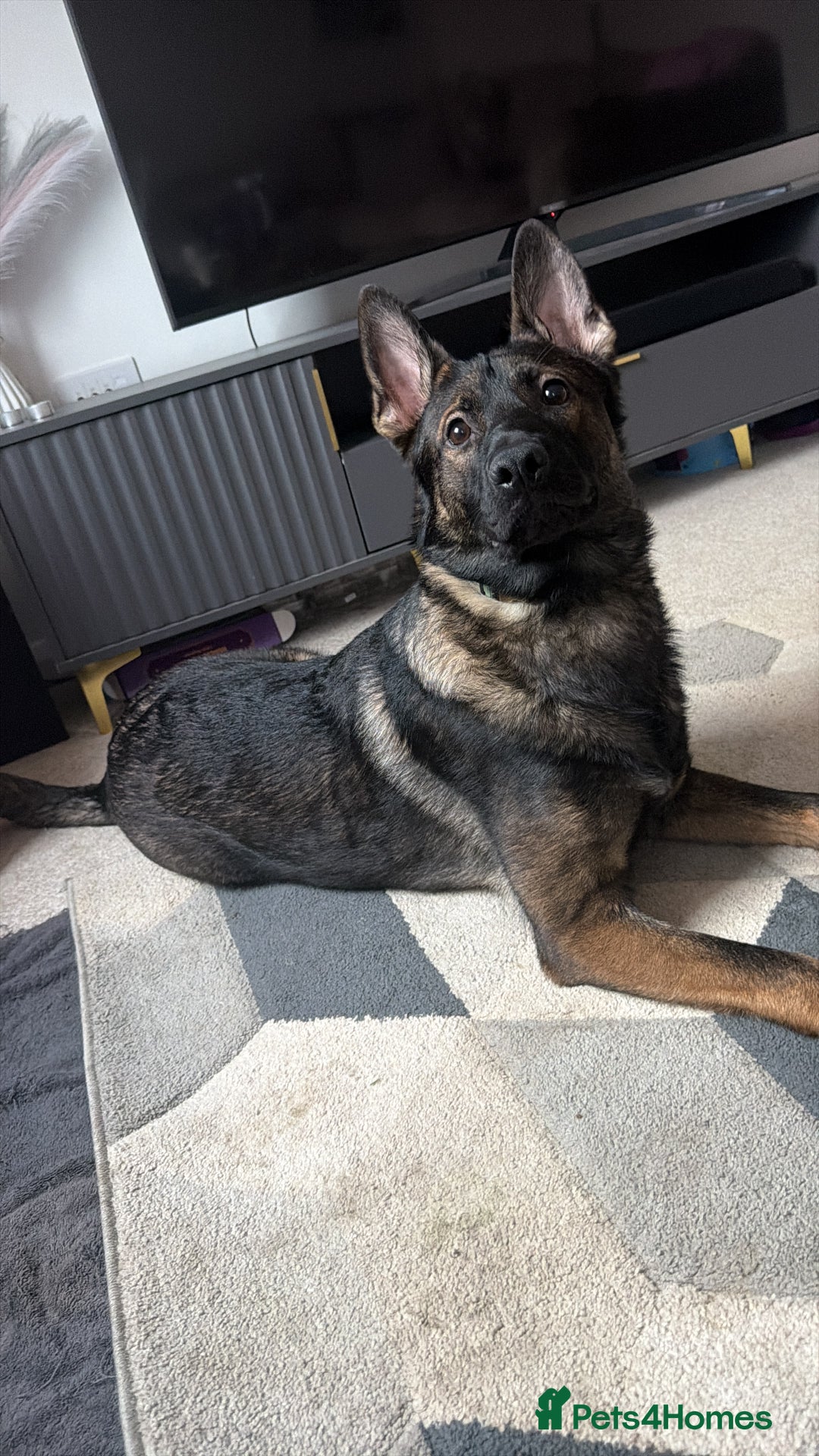 German Shepherd dogs for sale: MALE German Shepard cross (unknown)  - Advert 8