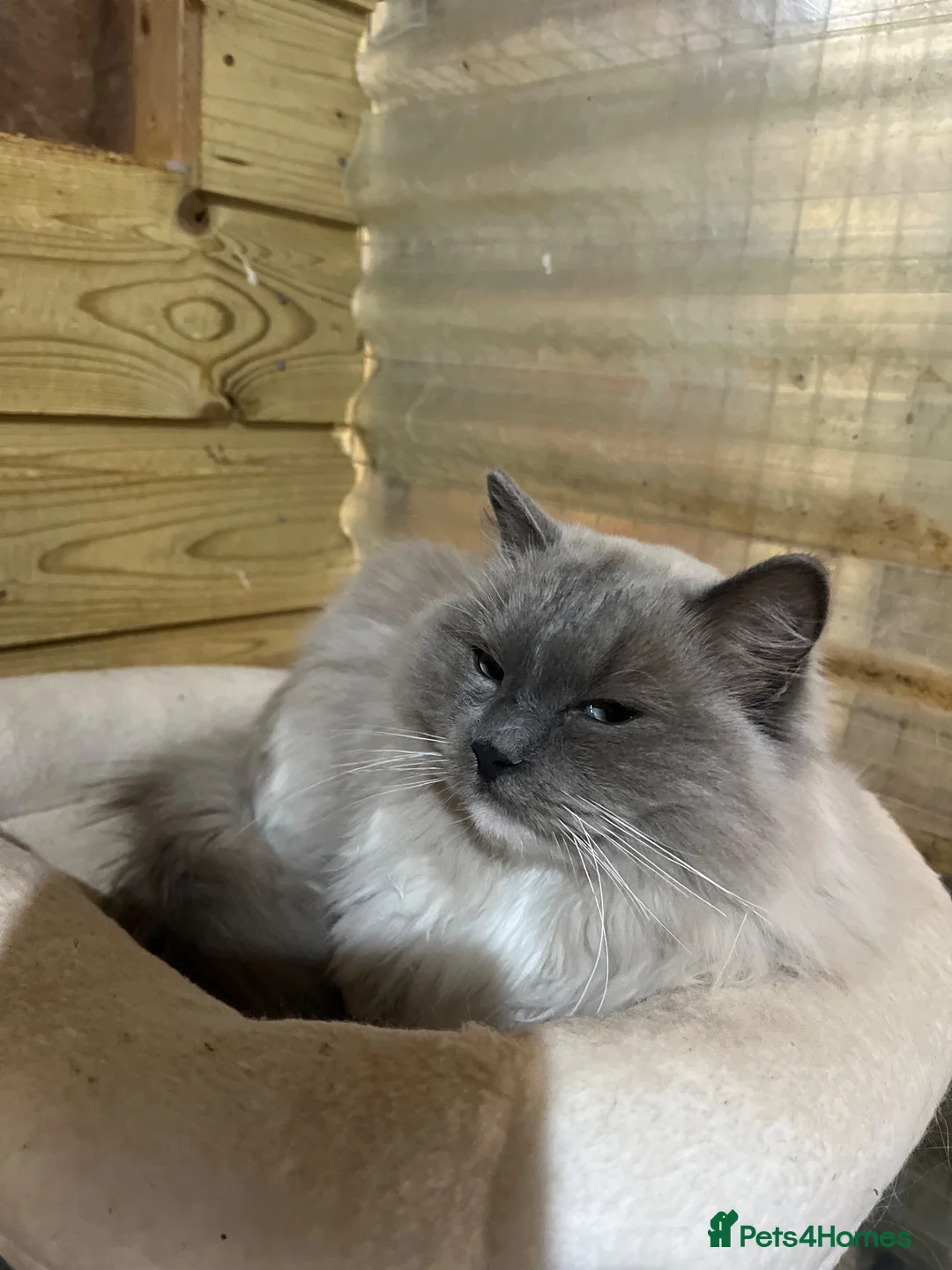 Ragdoll cats for sale: 2 young Tica male ragdoll kittens  - Advert 22