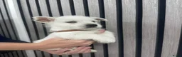 West Highland Terrier dogs for sale: West Highland Terrier Puppies  in Northallerton - Advert 8