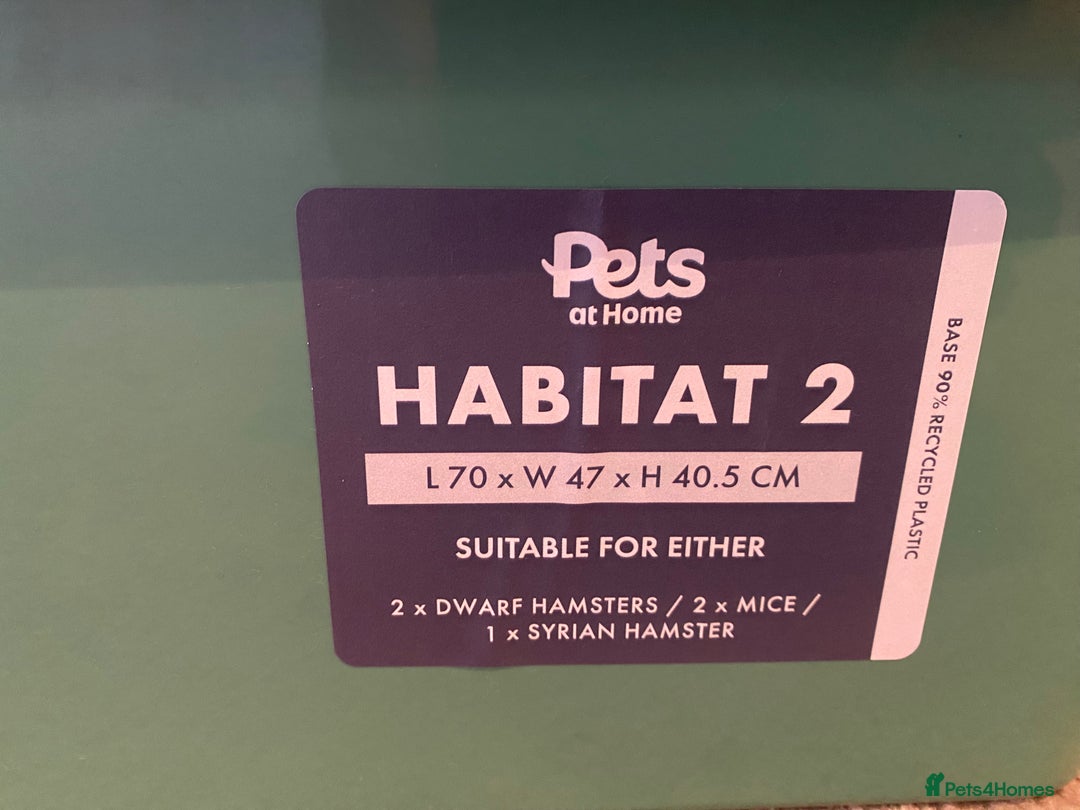 Hamster rodents for sale: Pets at home cage and wheel - Image 8