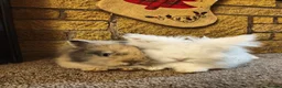 Lionhead rabbits for sale: 5 Little kits in Darwen - Advert 4