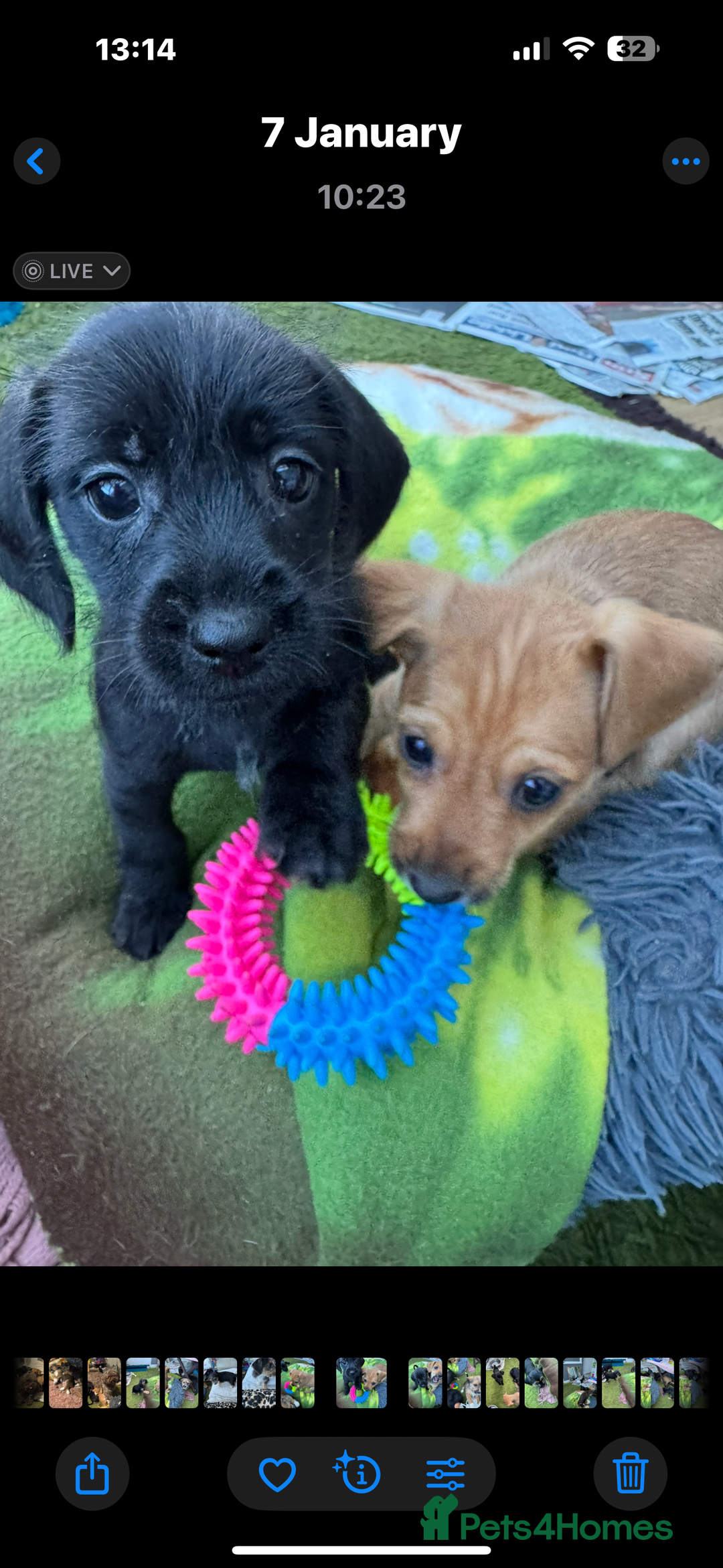Mixed Breed dogs for sale: Shih-poo x Jack Russell Puppys - Advert 2
