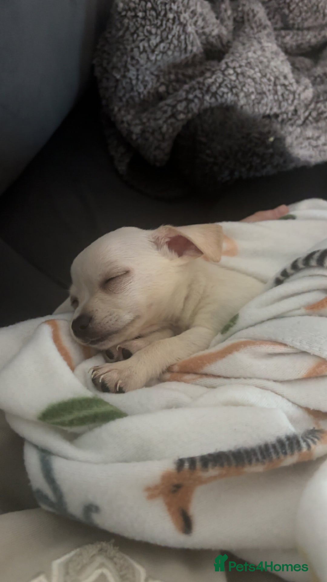 Chihuahua dogs for sale: Chihuahua - Image 2