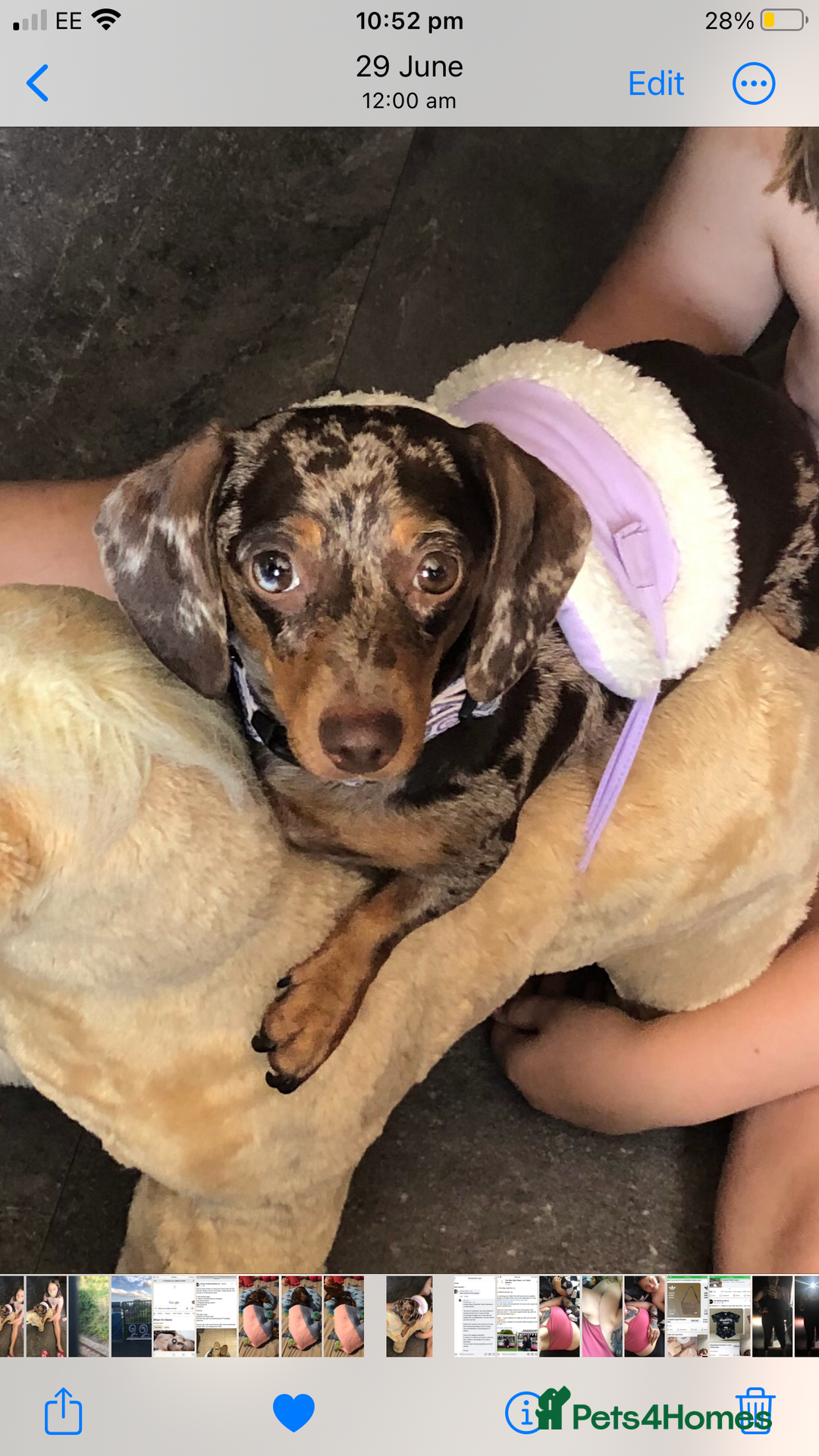 Miniature Dachshund dogs for sale: Beautiful Girl - Image 1