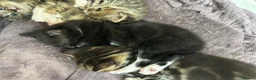 Mixed Breed cats for sale: Beautiful family kittens  - Advert 5