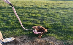 Cocker Spaniel dogs for sale: Loving Home Wanted for Beautiful Olive (WCS Puppy) - Image 15