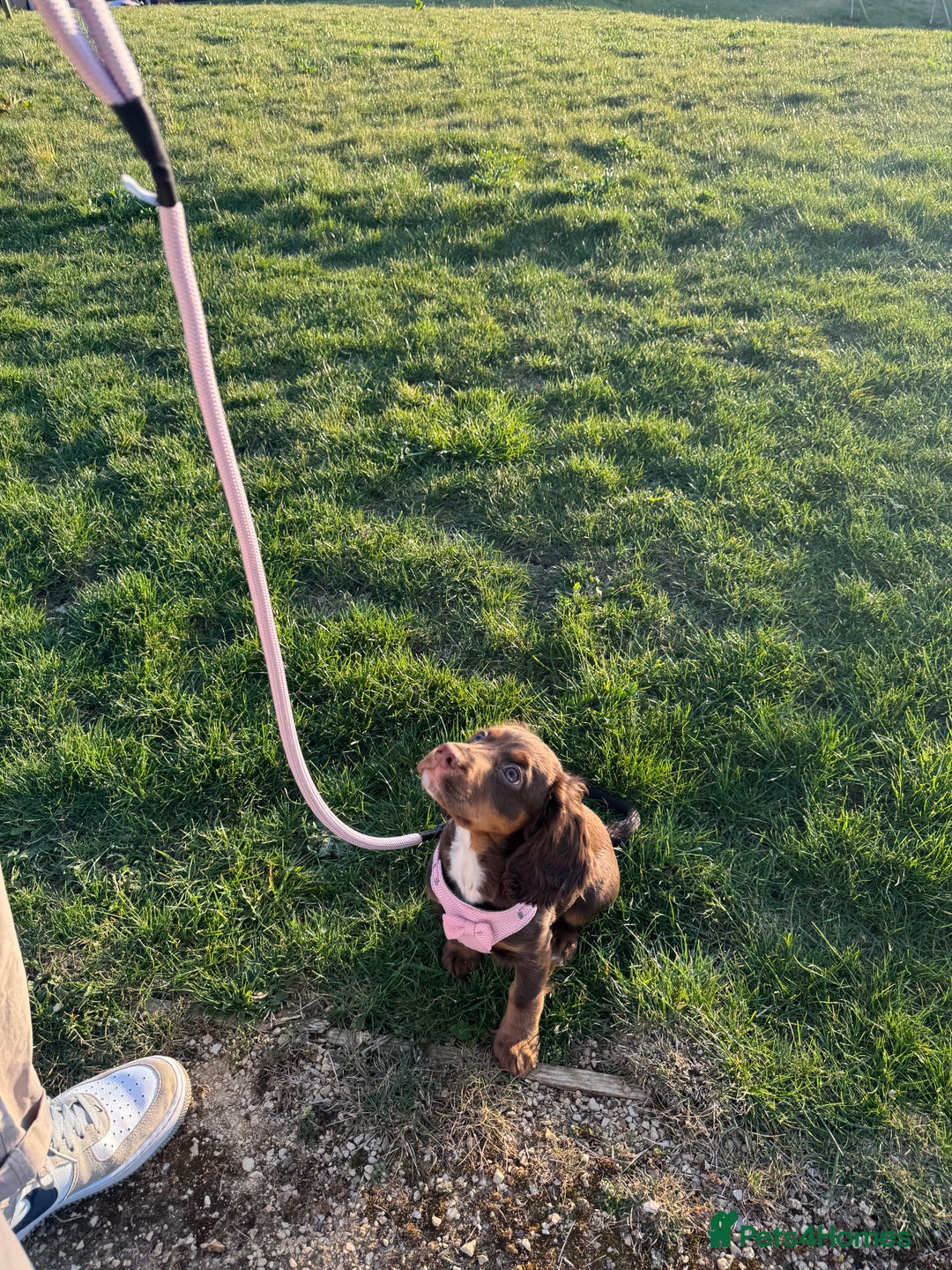 Cocker Spaniel dogs for sale: Loving Home Wanted for Beautiful Olive (WCS Puppy) - Image 15