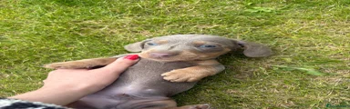 Miniature Dachshund 1