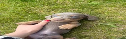 Miniature Dachshund dogs for sale: Two Mini Daschund boys looking for forever home  in Durham - Advert 3