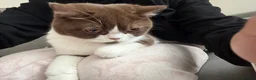 British Shorthair cats for sale: Bicolour British shorthair (brown and white) - Advert 11