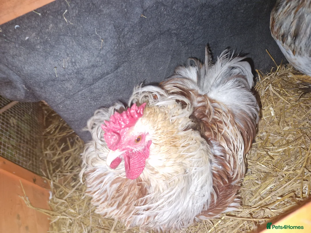 Mixed Breed poultry for sale: 2 Silkie x pekin Cockerells  - Advert 3